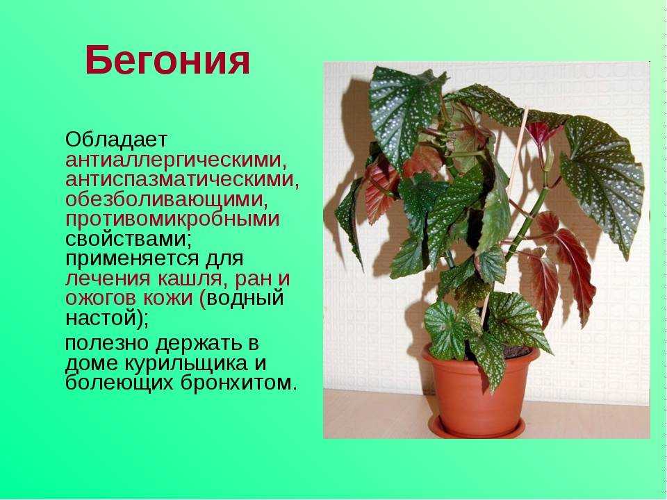 Драцена (49 фото): какая родина у комнатного растения и как оно выглядит? уход за цветами в домашних условиях