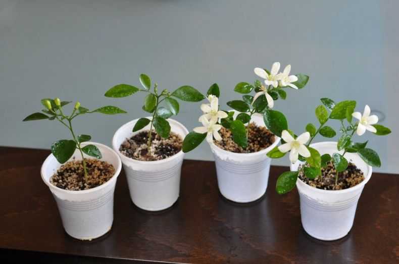 Цветы цинерария комнатная — выращивание из семян, фото