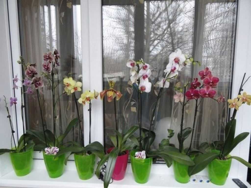 Куда поставить орхидею в квартире: где цветок должен располагаться в доме, можно ли держать на кухне или размещать на холодильнике, на каком окне лучше выращивать? selo.guru — интернет портал о сельском хозяйстве