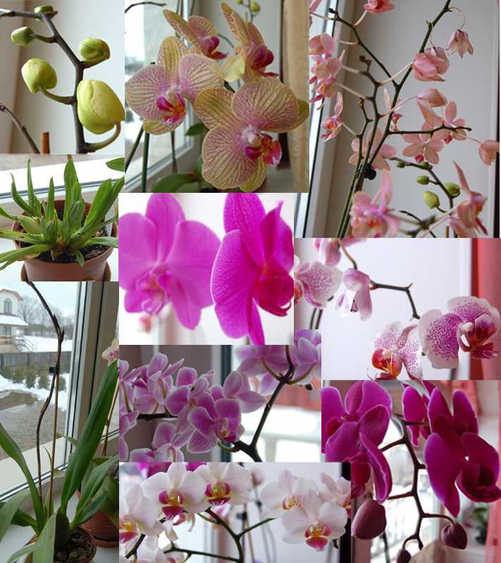 Основной вопрос: можно ли сажать орхидею в непрозрачный горшок?