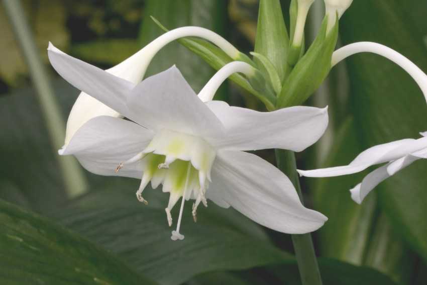 Белый комнатный цветок эухарис – амазонская лилия, фото