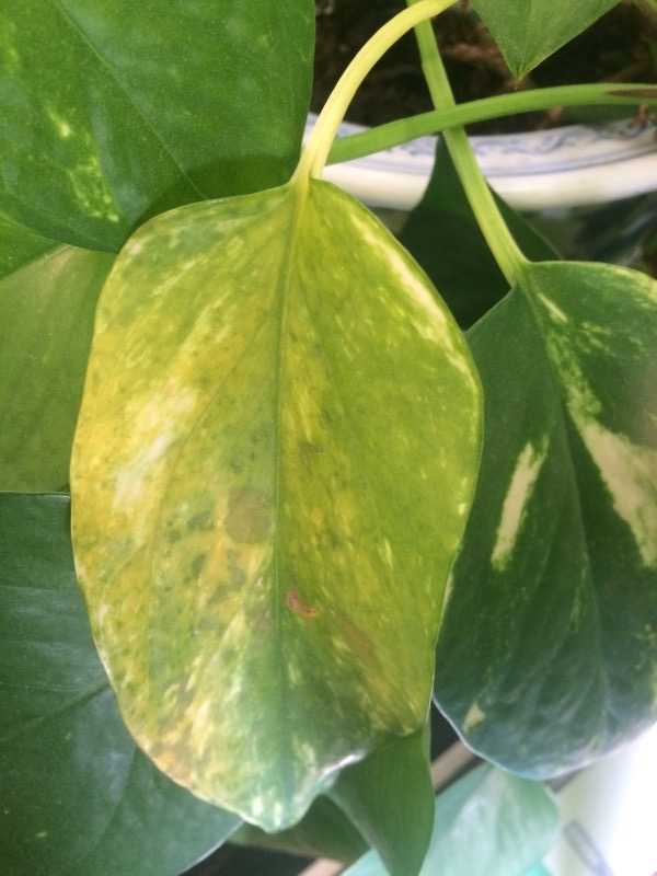 У спатифиллума желтеют листья: причины болезни, правильный уход, фото