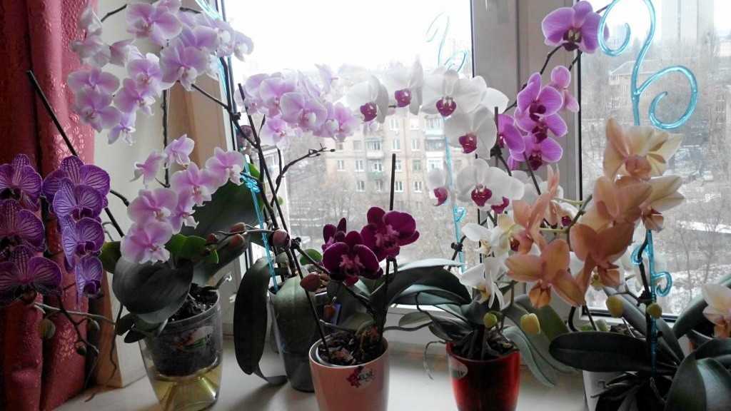 Можно ли сажать орхидею в непрозрачный горшок, обязательно ли посадить в прозрачный горшок или нет и почему?