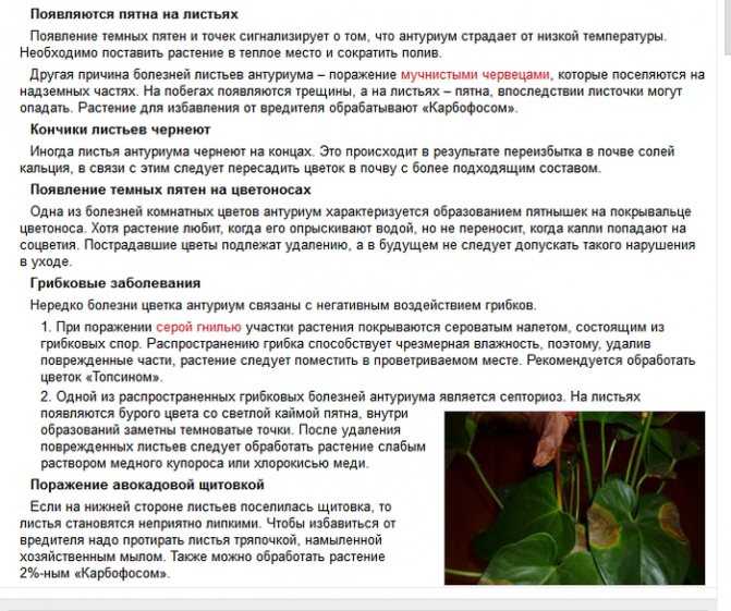 Спатифиллум: виды, сорта с фото, описание растения, композиции