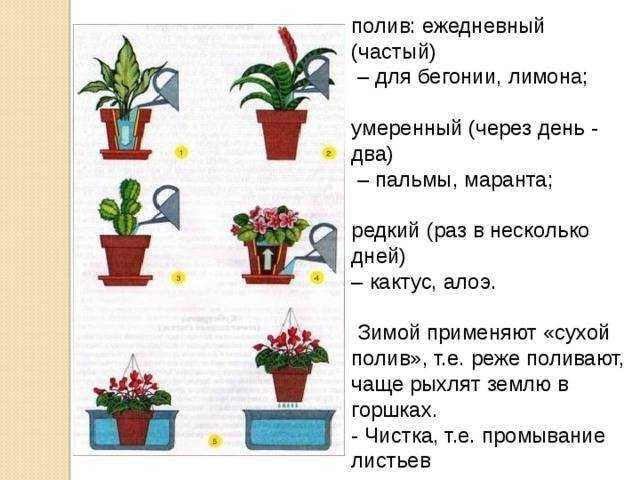 Любимые растения есть практически в каждой квартире. Как нужно поливать комнатные цветы, чтобы они хорошо росли и цвели Как часто делать полив растений в горшках водой