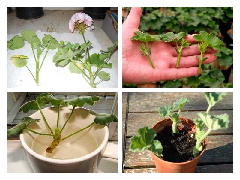 Бегония из семян в домашних условиях (16 фото): посадка и выращивание семян бегонии дома. когда сеять семена на рассаду?