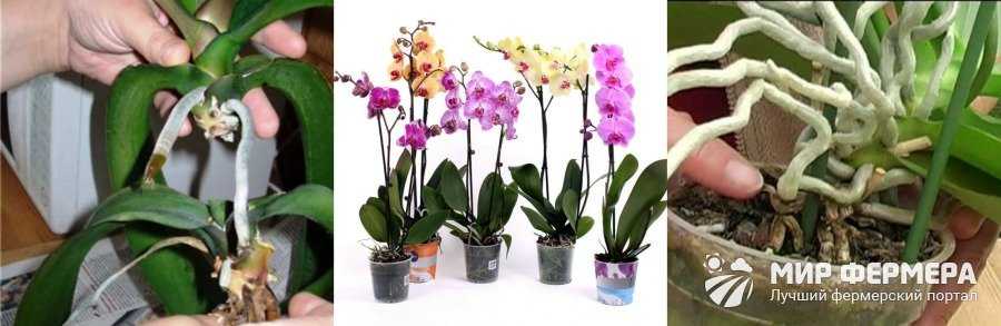 Размножение орхидей корнями в домашних условиях: можно ли размножить растение и как это сделать? статья и видео