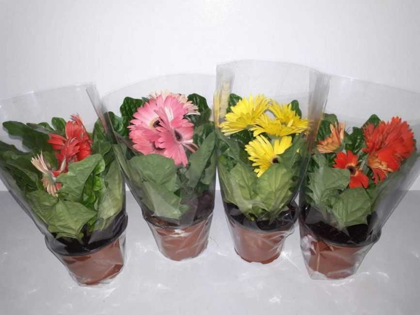 Герберы: как вырастить тропический цветок в домашних условиях. описание, сорта, уход, размножение, возможные болезни (50+ фото & видео) +отзывы