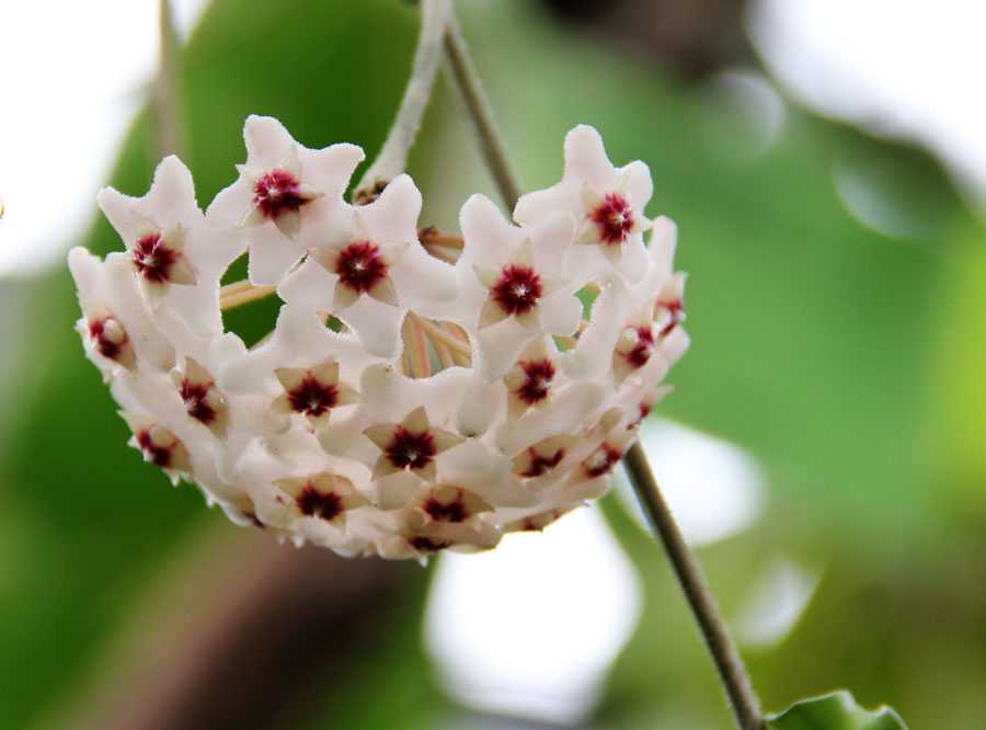 Цветок хойя — как выглядят сорта карноза, керри, белла, мясистая, мультифлора