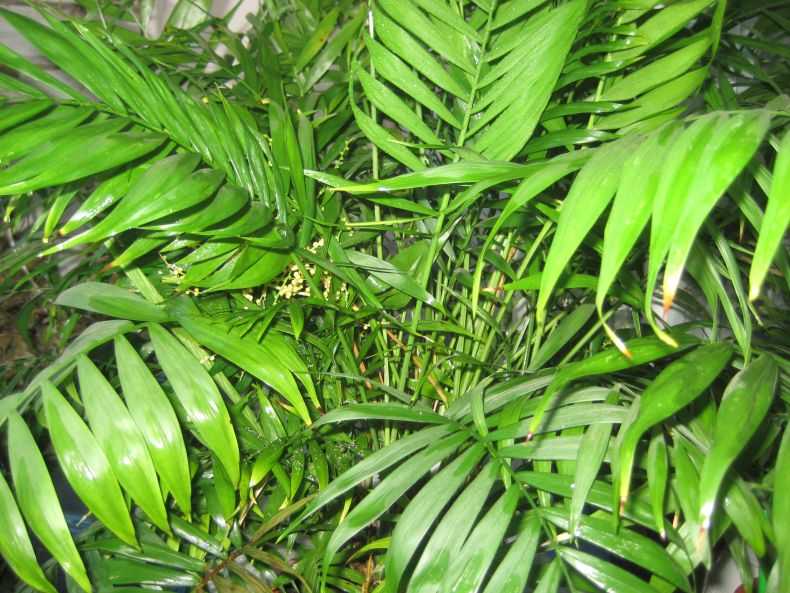 Как выглядит хамедорея В чем заключаются особенности ухода за пальмой в домашних условиях Как осуществляется размножение Нужна ли пересадка Что следует за процессом цветения Какие болезни и вредители опасны для растения