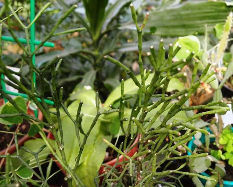 Все о размножении хатиоры: секреты выращивания тропического растения