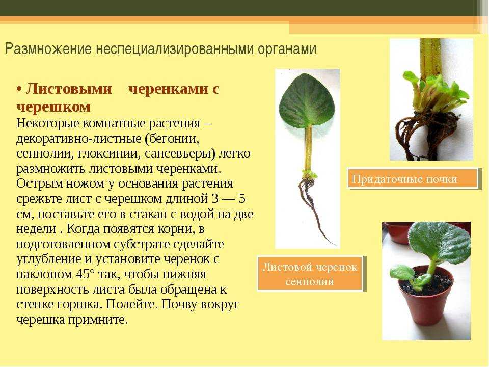 Спатифиллум сенсация (сенсейшен): описание, фото цветка и уход за ним в домашних условиях