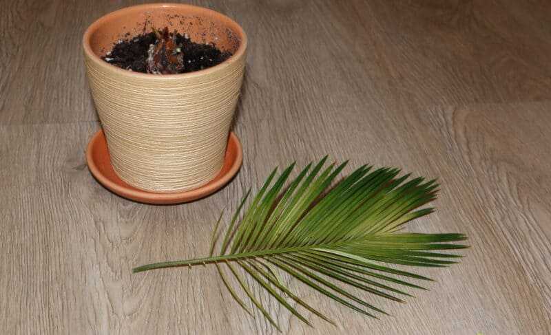 Декоративные пальмы для дома: разновидности, фото и названия