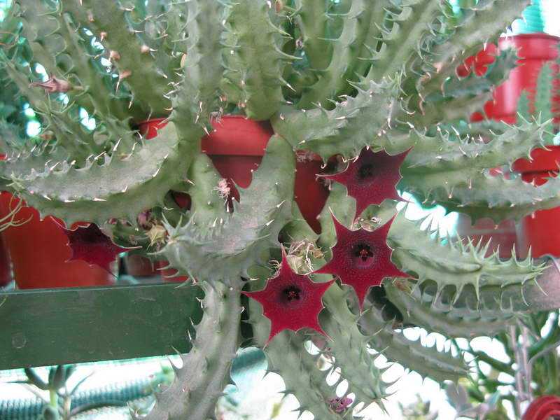 Гуэрния — растение удивительной красоты