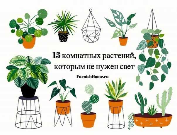Названия комнатных цветов с фотографиями. названия самых популярных комнатных цветов - sadovnikam.ru