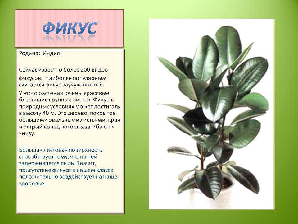 Фикус крупнолистный (41 фото): как укоренить фикус с большими листьями? почему он так называется? как его размножить? уход в домашних условиях