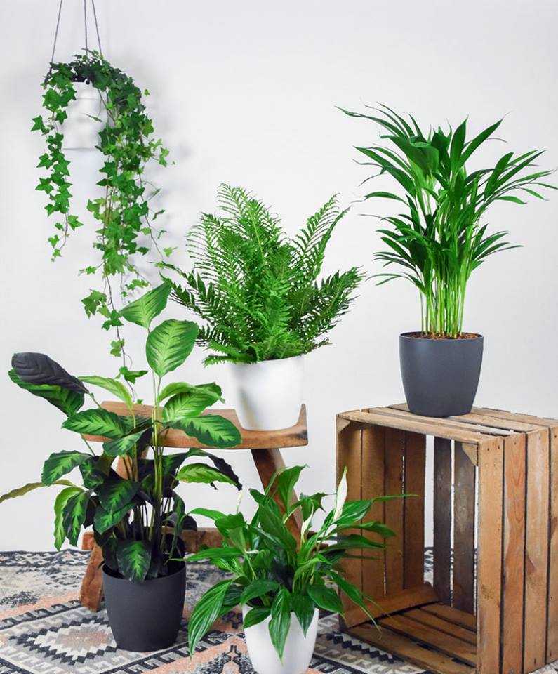 Популярные комнатные растения, очищающие воздух квартиры