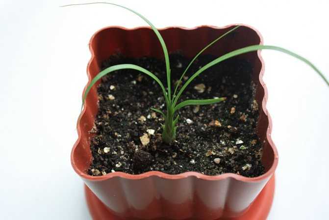 Семена комнатных растений