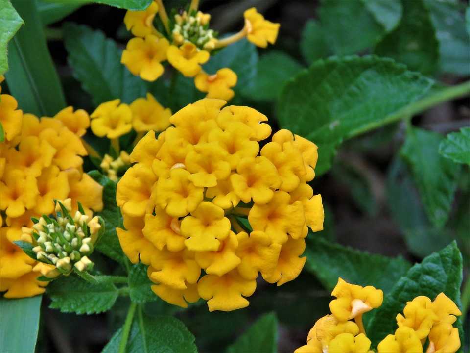 Желтые цветы: фото и названия, описание