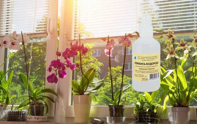 Перекись водорода для подкормки комнатных цветов: можно ли использовать и каковы полезные свойства