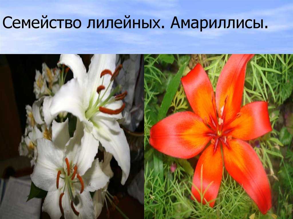 Кливия (clivia) – растение с оранжевыми цветами