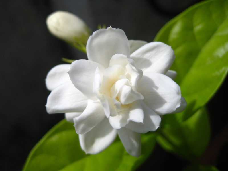 ᐉ жасмин самбак - фото растения, уход в домашних условиях, что делать когда не цветет, видео - my-na-dache.ru