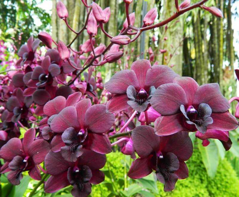 Какие виды орхидей существуют в природе