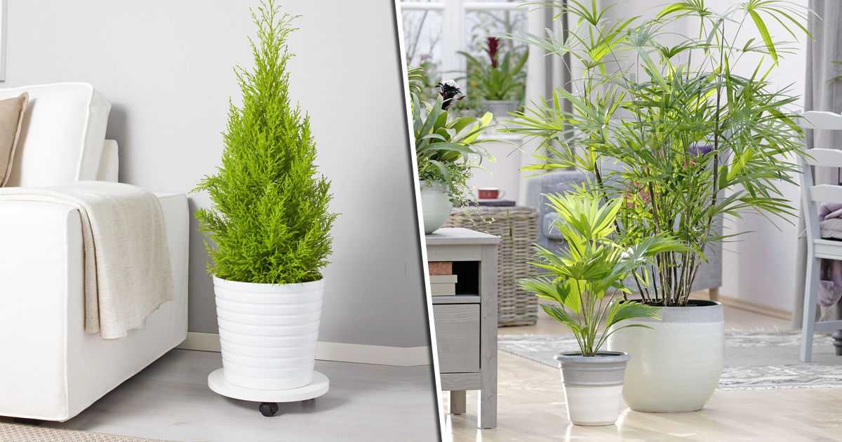 Топ-9 комнатных растений, которые увлажняют и очищают воздух в доме