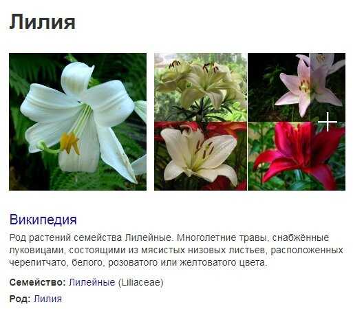 Каталог комнатных растений с фото и названиями