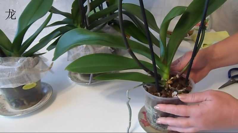 Узнайте, как посадить детку орхидеи в домашних условиях