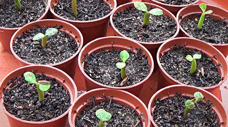 Семена комнатных растений - выбор, посадка, выращивание | wikibotanika.ru