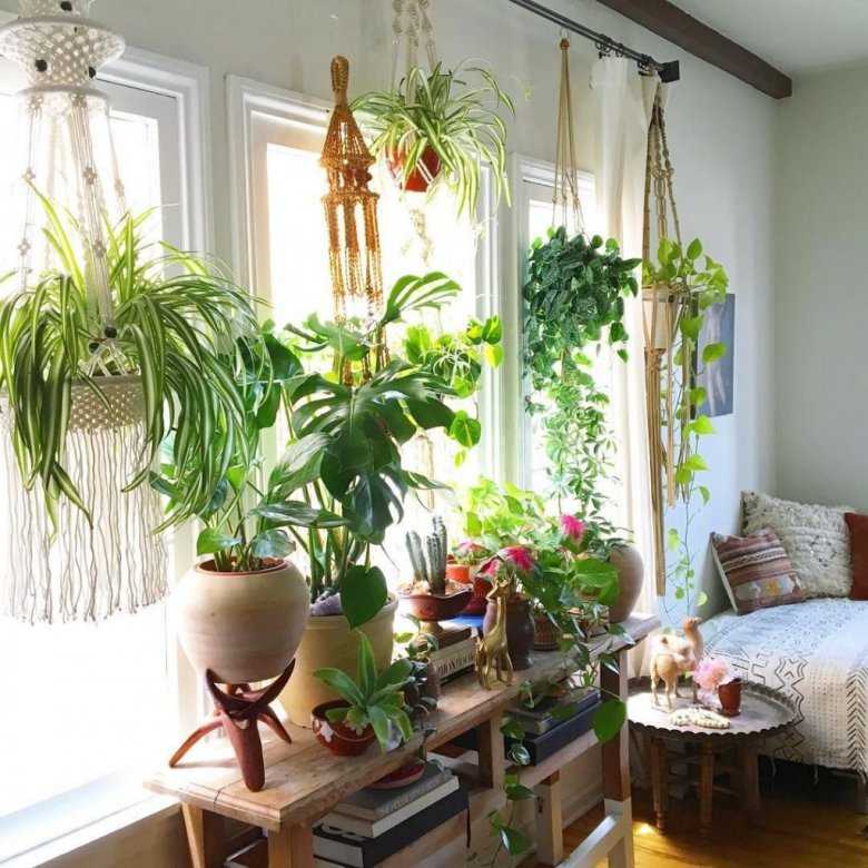 7 комнатных растений, которые любят холод