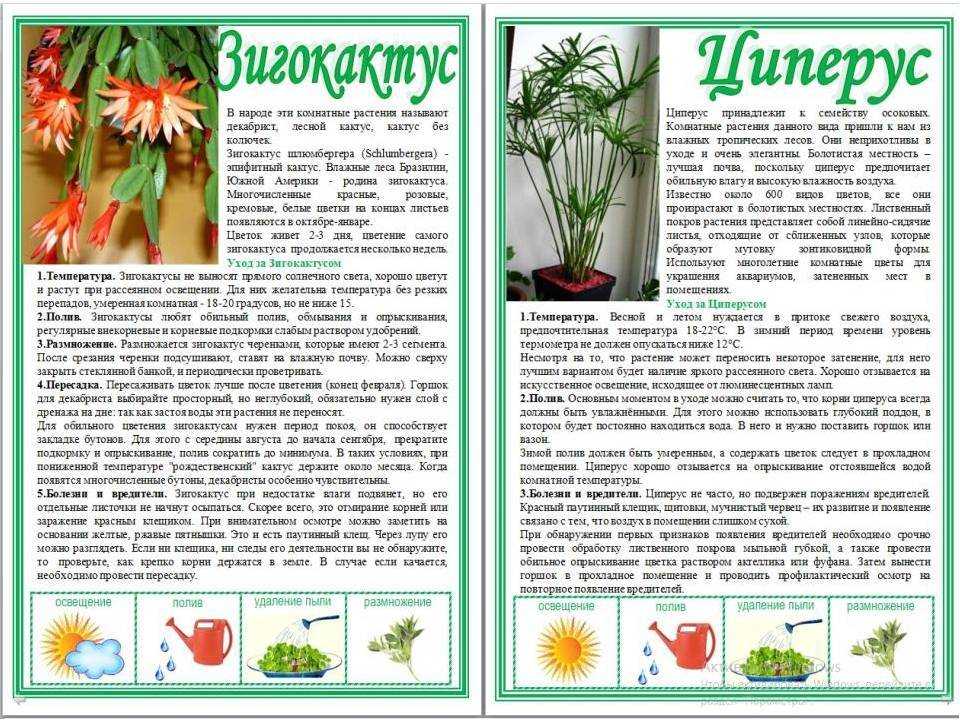 Хатиора – уход в домашних условиях. выращивание кактуса хатиоры, пересадка и размножение. описание, виды, фото