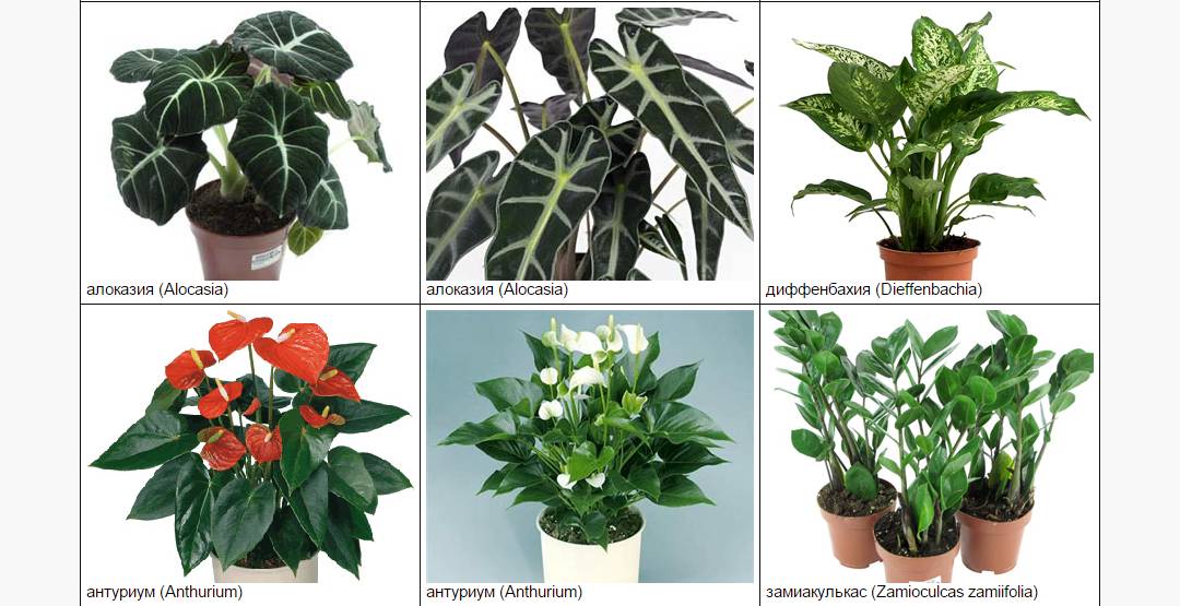 Ядовитые комнатные растения (35 фото): чем опасен молочай, олеандр и другие домашние цветы для человека?