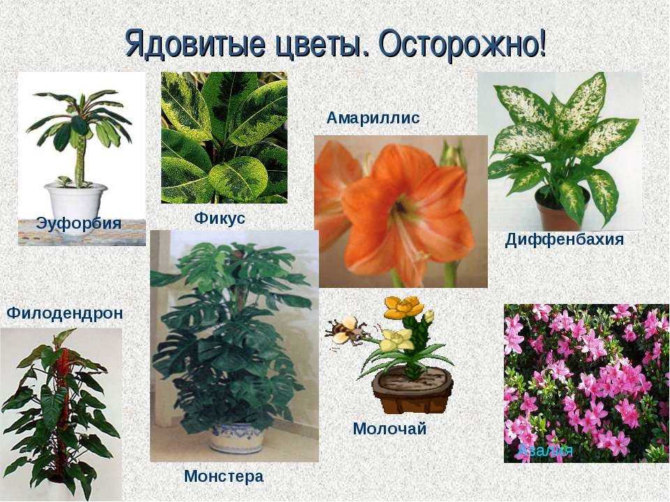 Какие комнатные цветы ядовиты и вредны? 7 опасных комнатных растений