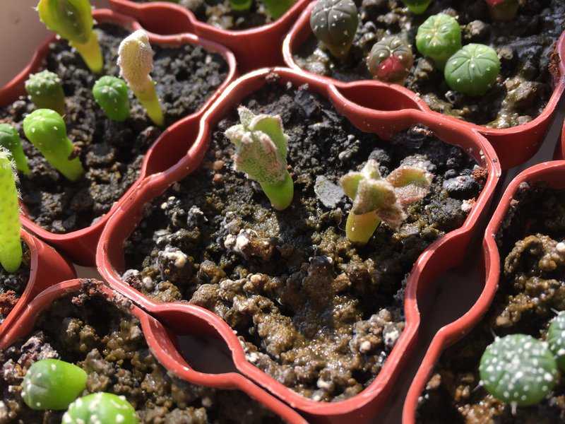 Сколько живут кактусы: как долго лет могут расти в домашних условиях и в природе, как правильно ухаживать?дача эксперт