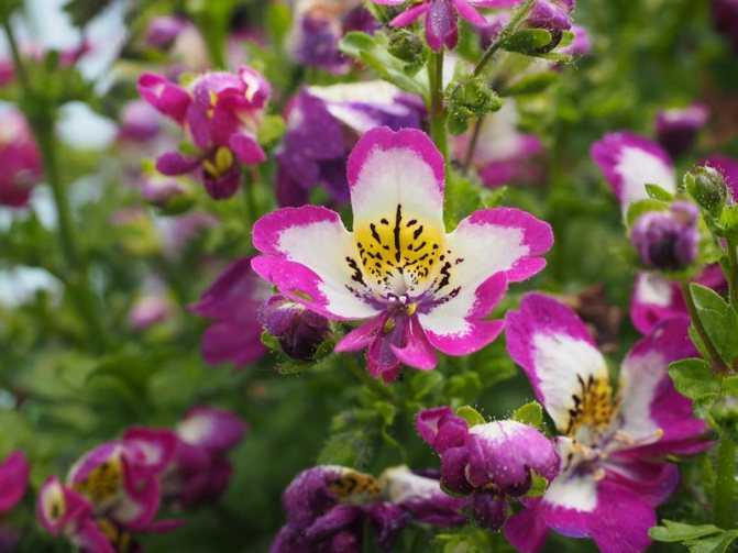 ᐉ цветок пахиподиум: уход в домашних условиях, фото, выращивание из семян - roza-zanoza.ru