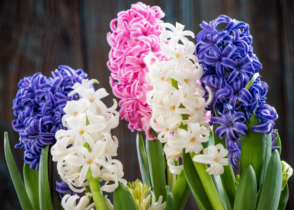ᐉ клубневые цветы с названиями и фото – комнатные и садовые растения - roza-zanoza.ru