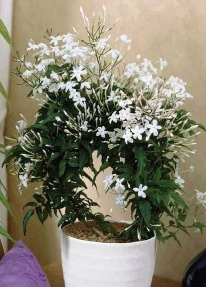 Комнатные растения с белыми цветами очаровывают своей нежностью и изяществом. Чем примечательны домашний гемантус белоцветковый, хойя, азалия и другие Как называется цветок, похожий на каллу