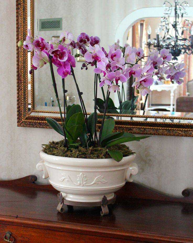 Можно ли держать орхидею на подоконнике?