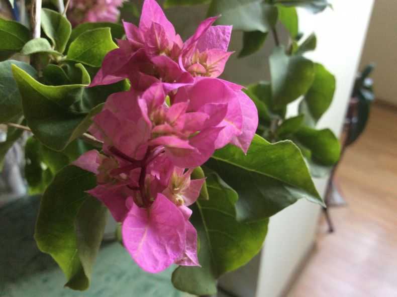 Как ухаживать и добиться цветения комнатной бугенвиллеи?