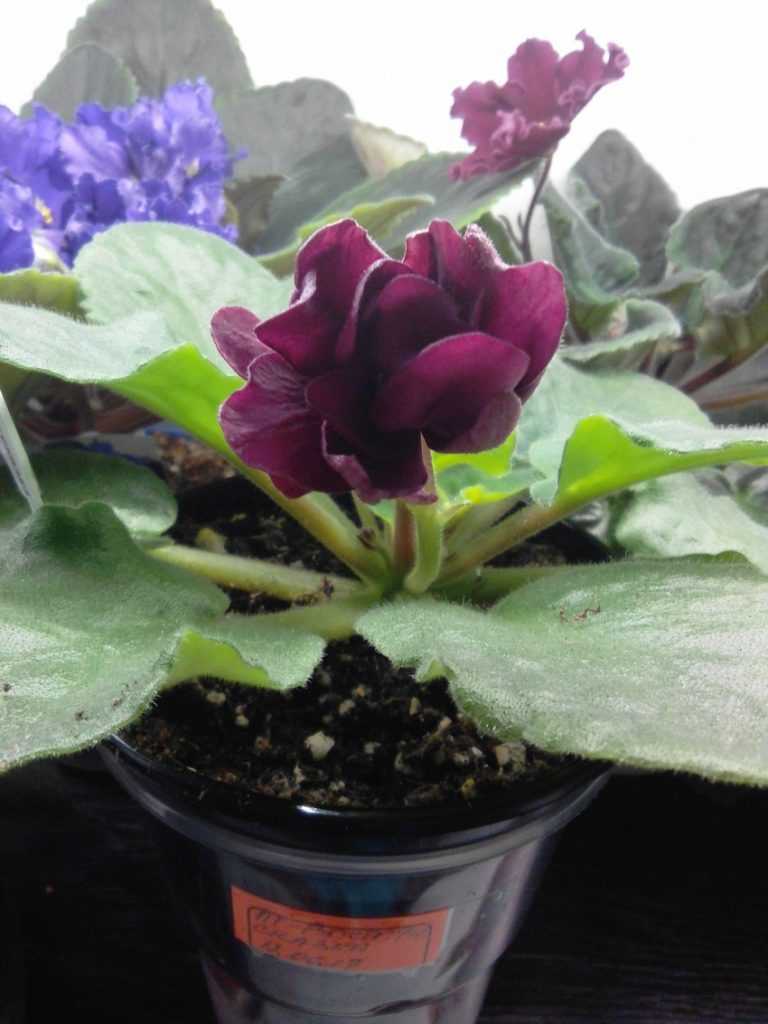 Как выращивать и размножать сенполии, или узамбарские комнатные фиалки