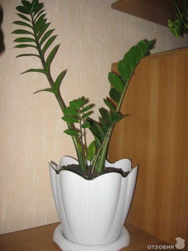 Замиокулькас: как правильно выращивать своими руками комнатные виды растения (115 фото)