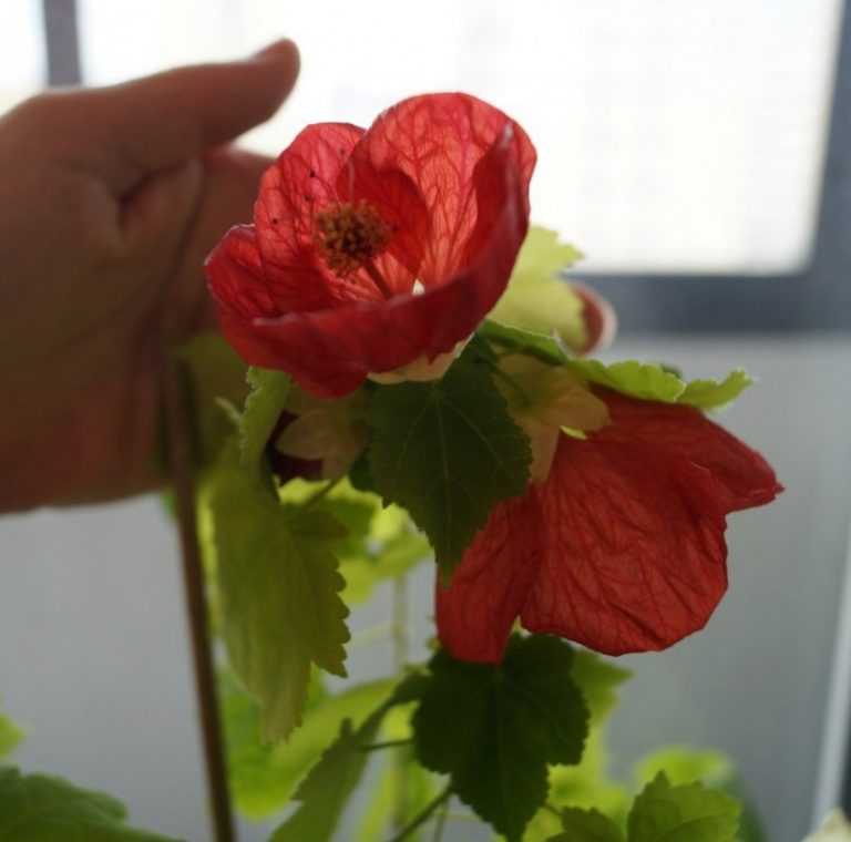Монстера: уход и размножение в домашних условиях, как пересадить растение, виды цветка с фото и названиями + видео