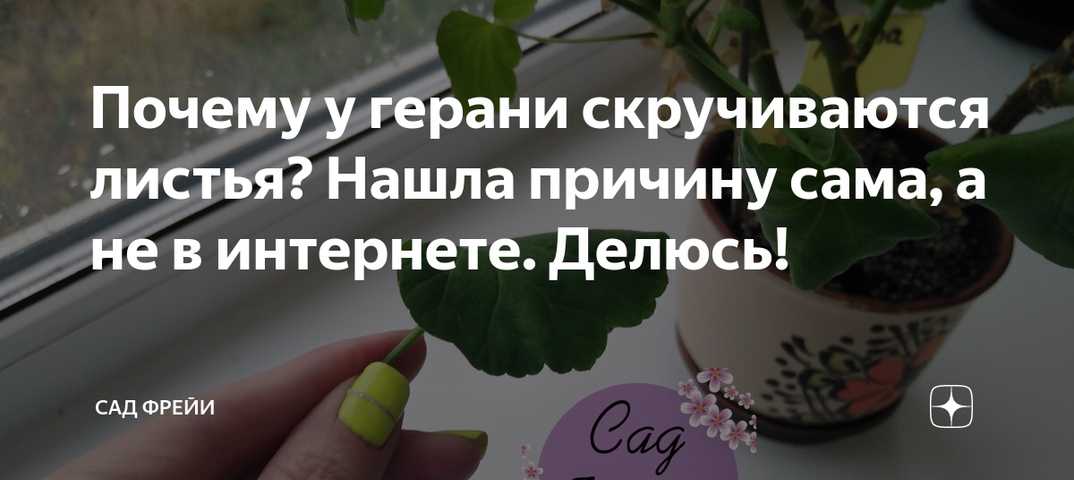 Причины, почему у герани скручиваются листья