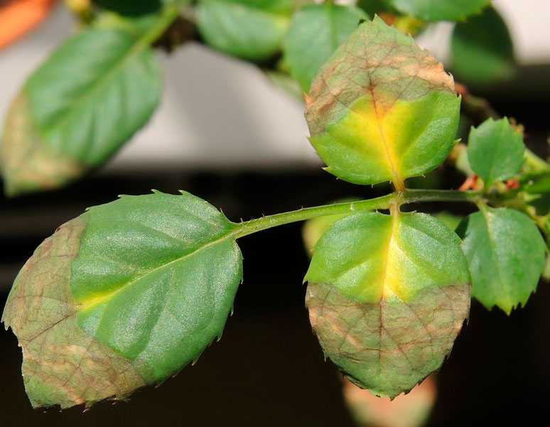 Почему у гибискуса желтеют и опадают листья?