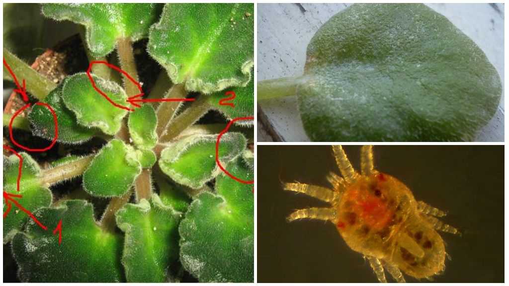 Как бороться с паутинным клещом на комнатных растениях в домашних условиях?