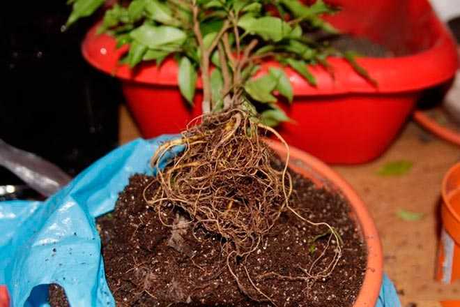 Земля для фикуса: какая почва нужна для выращивания комнатного фикуса в домашних условиях? состав грунта. подойдет ли универсальный?