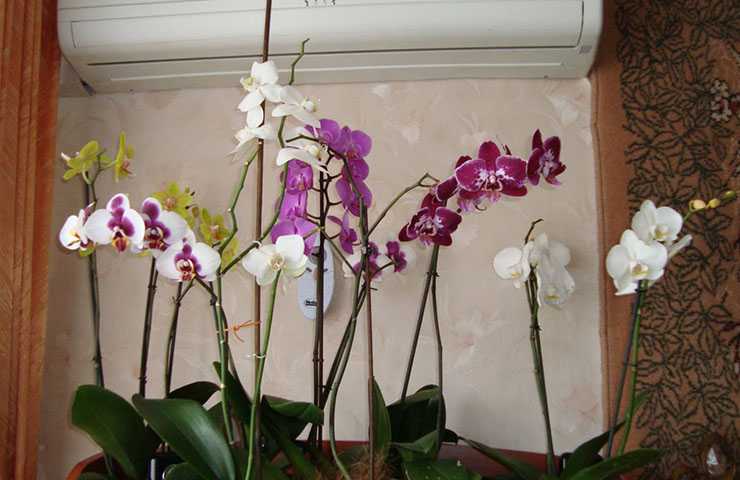 Главный вопрос: во что можно сажать орхидею?