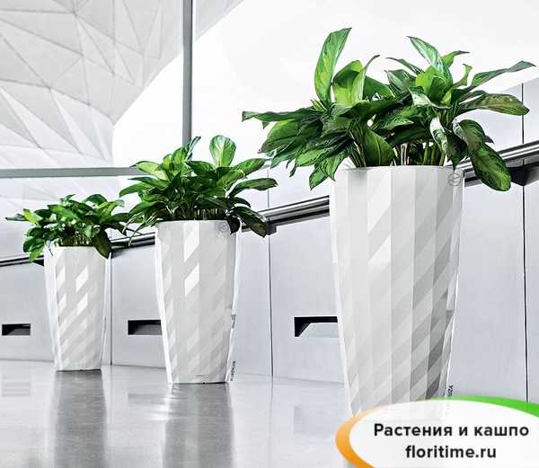 Цветочные горшки (66 фото): высокие прямоугольные и квадратные горшки для цветов, белые плоские и длинные стеклянные горшки для комнатных растений